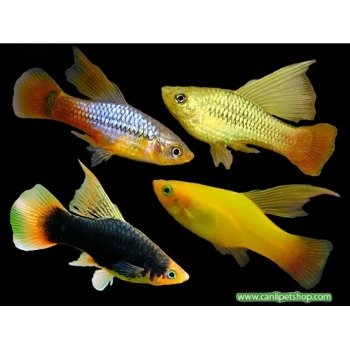 Plati Yelken Yüzgeç 1 Adet 3-4 Cm