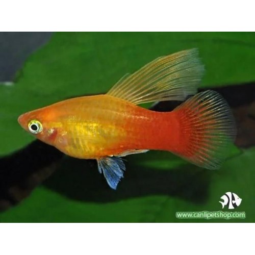 Plati Yelken Yüzgeç 1 adet 2-4 Cm