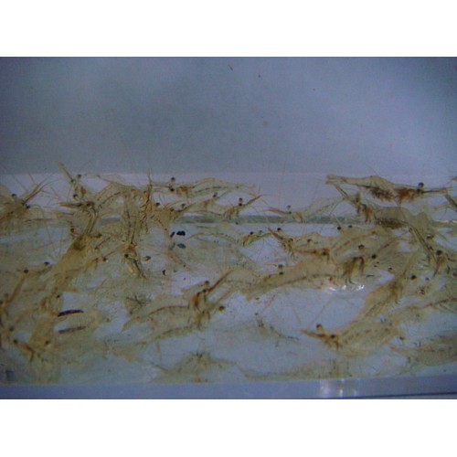 Yemlik Karides Protein Kaynağı 0,5-1 Cm 30 Adet 