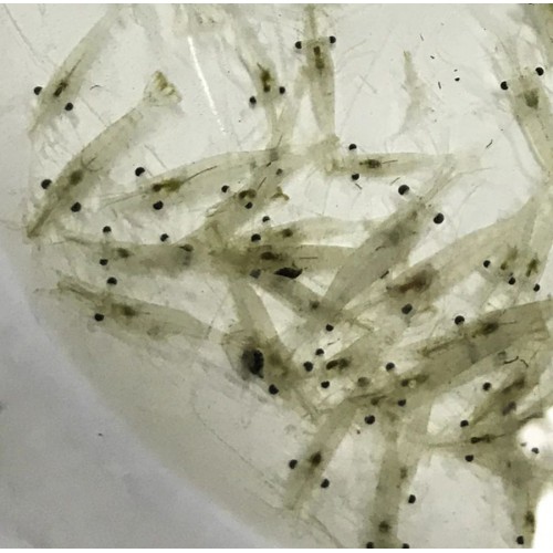 Yemlik Karides Protein Kaynağı 0,5-1 Cm 30 Adet 