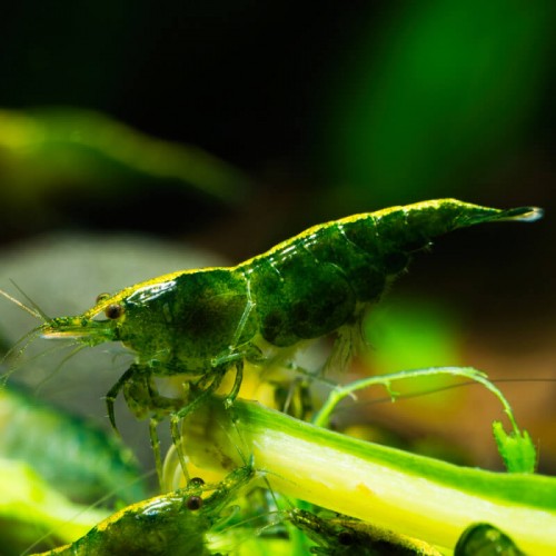 Yeşil Karides (Neocaridina Heteropoda ) 10 Adet