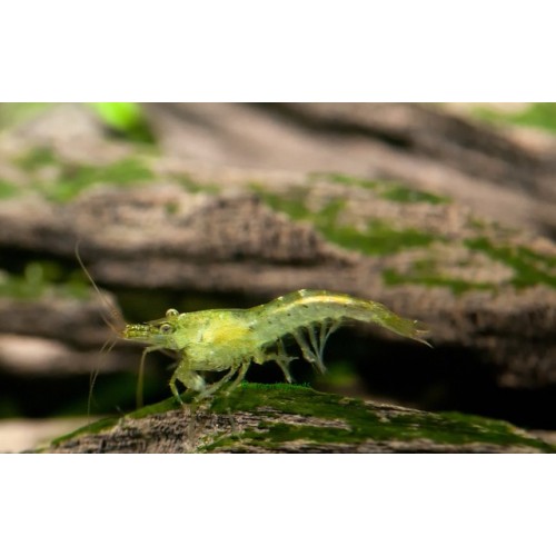 Yeşil Karides (Neocaridina Heteropoda ) 10 Adet
