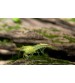 Yeşil Karides (Neocaridina Heteropoda ) 10 Adet