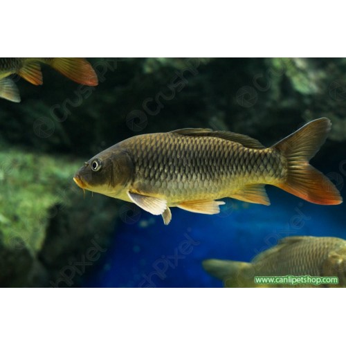 Koi Balığı YEŞİL 1 Ad 5-7 Cm 