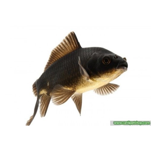 Koi Balığı YEŞİL 1 Ad 5-7 Cm 