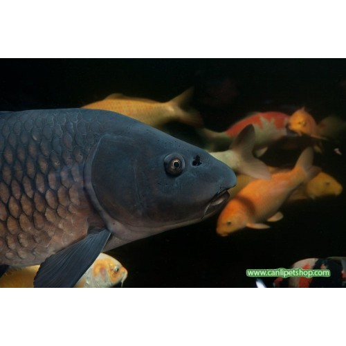 Koi Balığı YEŞİL 1 Ad 5-7 Cm 