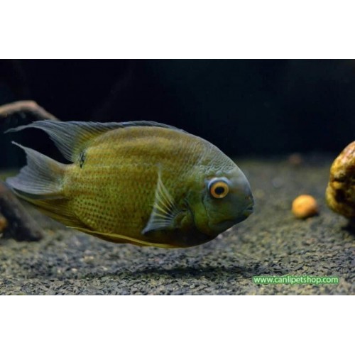 Severum Sarı Ciklet 1 Ad 4-5 Cm