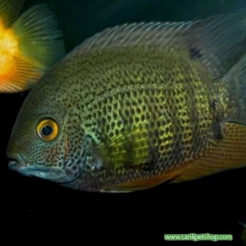 Ciklet Discusu Severum Yeşil Ciklet 1 Ad 7-10 Cm