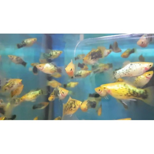 Plati Yıldızlı 1 Adet 3-4 Cm