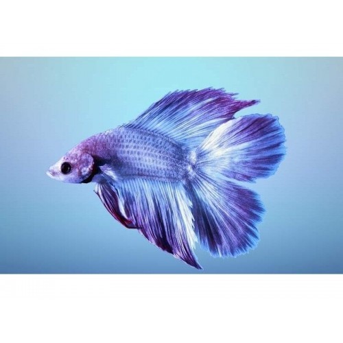 Beta ikiz Kuyruk ERKEK 3-4 Cm Jumbo 1 Adet 