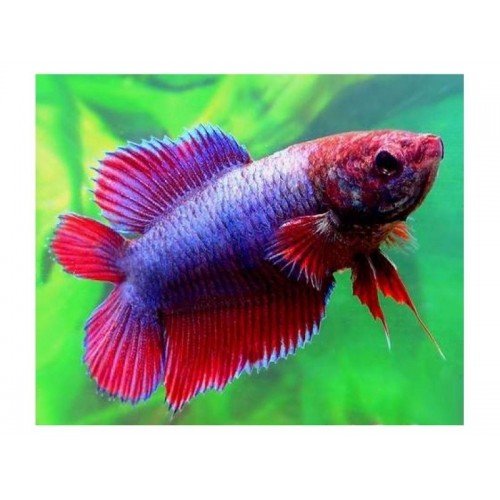 Beta ikiz Kuyruk Dişi 3-4 cm 1 Adet 