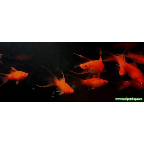 Kılıç kuyruk Balığı Aykuyruk 1 Ad 4-5 Cm