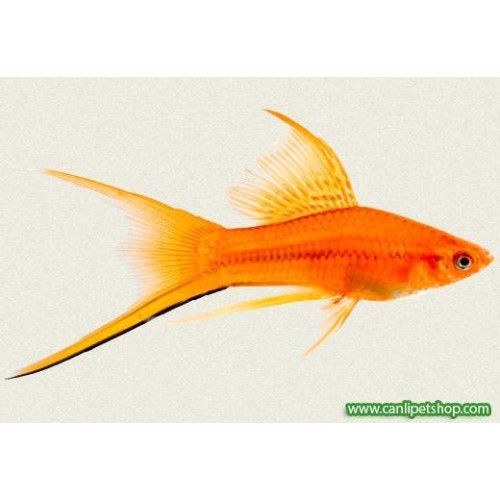 Kılıç kuyruk Balığı Aykuyruk 1 Ad 4-5 Cm