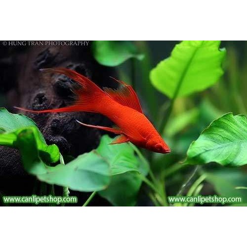 Kılıç kuyruk Balığı Albino Göz 1 Ad 4-5 Cm