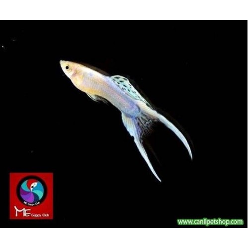 Lepistes ikizkuyruk 1 Ad Erkek 2-3 Cm 