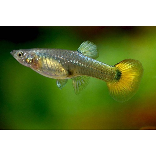 Lepistes Germany Yellow 1 Adet Erkek 3-5 Cm