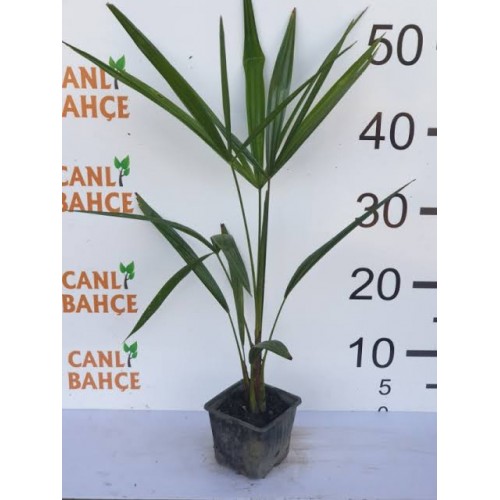 Palmiye Ağacı Fidanı 30-50 cm 1 Adet