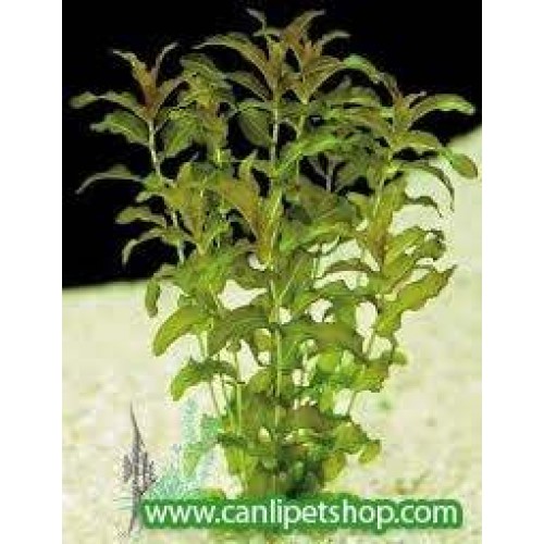 Potamageton perfoliatus 10 Dal