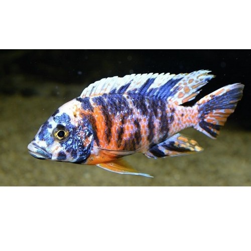 imparator Kaliko Ciklet 1 Adet 7-9 Cm