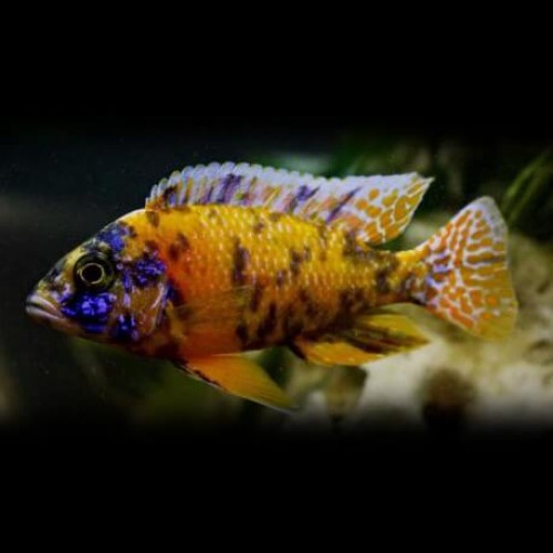 imparator kaliko Ciklet 3 Ad 8-10 Cm (1Erkek+2Dişi)  