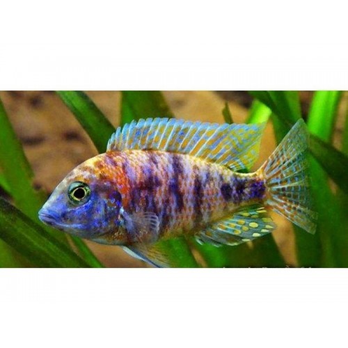 imparator Kaliko Ciklet 1 Adet 7-9 Cm