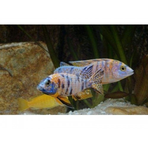 imparator kaliko Ciklet 4 Ad 10-15 Cm (1Erkek+3Dişi) 