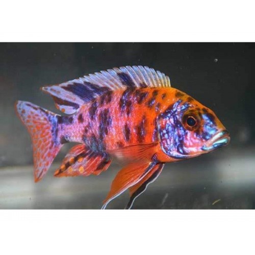 imparator kaliko Ciklet 3 Ad 8-10 Cm (1Erkek+2Dişi)  