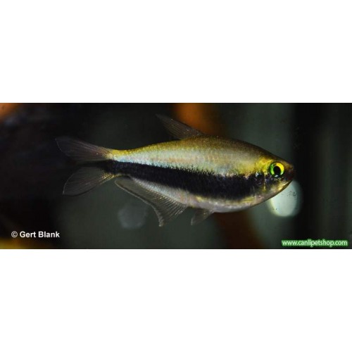 Tetra imparator 1 Ad 2 - 4 Cm