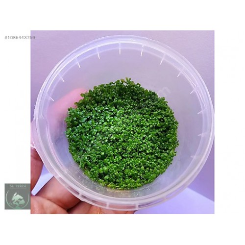 Hemianthus callitrichoides 'cuba IN VITRO  