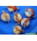 Japon Balığı inci Gövde 1 Adet 8-10 Cm