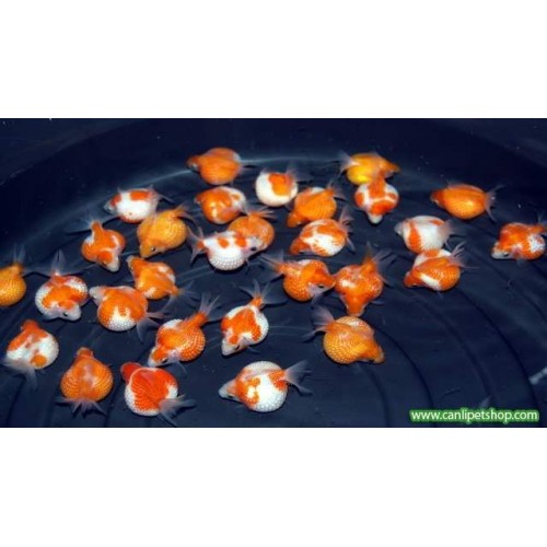 Japon Balığı inci Gövde  1 Adet 6-7 Cm 
