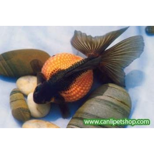 Japon Balığı İnci Gövde Oranda Kırmızı-Siyah 1 Adet 5-7 Cm
