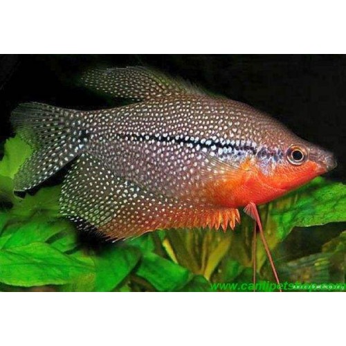 Gurami inci (Mozaik) 5 Adet 2-3 cm