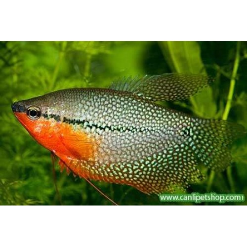 Gurami inci (Mozaik) 1 Adet 4-5 cm
