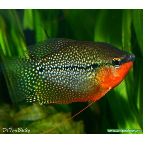 Gurami inci (Mozaik) 1 Adet 4-5 cm