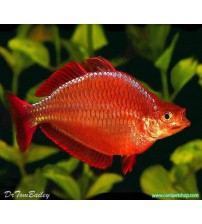 Gökkuşağı Kırmızı (Red Rainbowfish-İncisus) 1 Adet