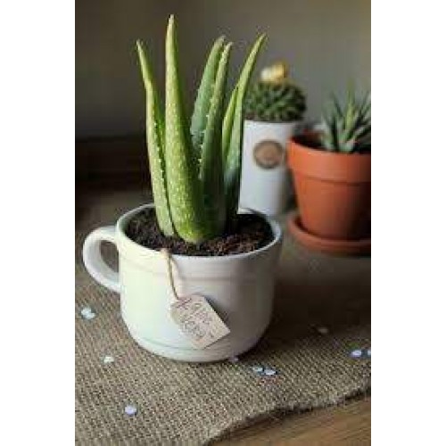 Aloe Vera Bitkisi 1 saksı