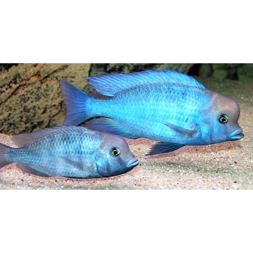 Yunus Ciklet Koloni (1E-2D) 3 Ad 7-9 Cm 