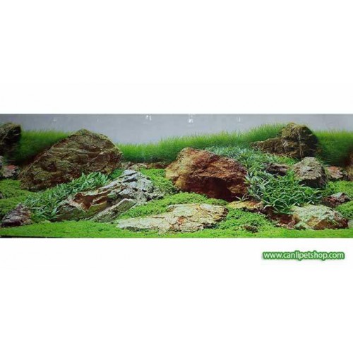 Arka Fon  (Yeşil Cazibe) 50 cm Uzunluk Yükseklik 30 Cm NO 11756