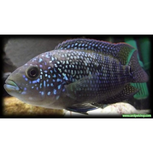 Jack Dempsey Ciklet  1 ERKEK 7-8 Cm 