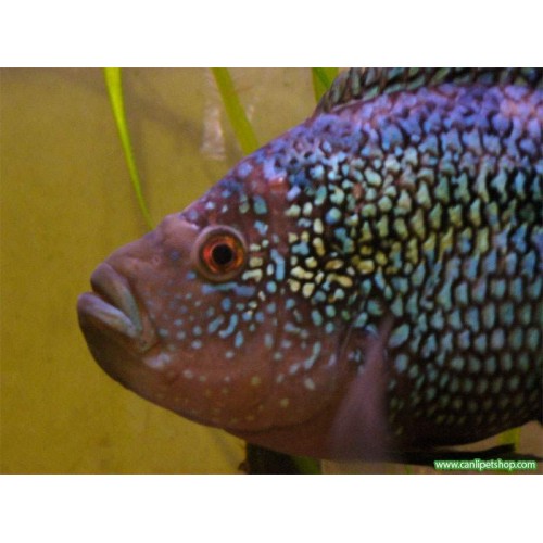 Jack Dempsey Ciklet 1 Ad 5-6 Cm