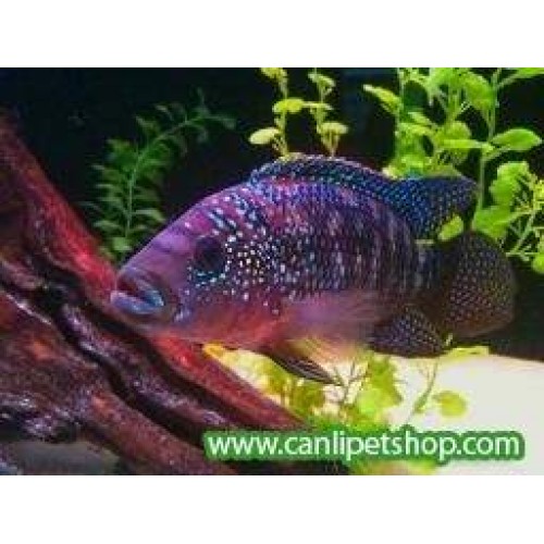 Jack Dempsey Ciklet  1 ERKEK 7-8 Cm 