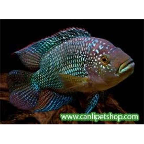 Jack Dempsey Ciklet 10 Adet  3-4 Cm