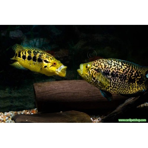 Jaguar  Ciklet 1 Adet 2-3 Cm