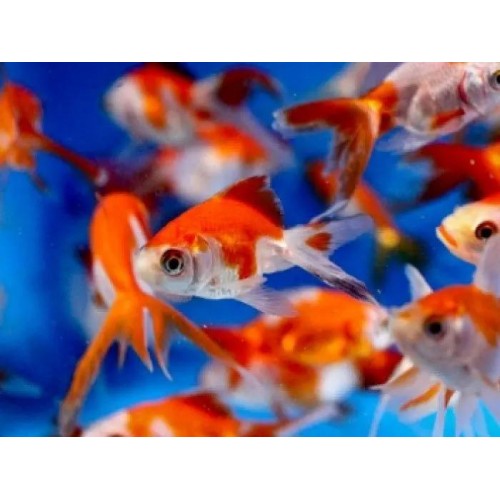 Japon Balığı 20 Adet 6-9  Cm