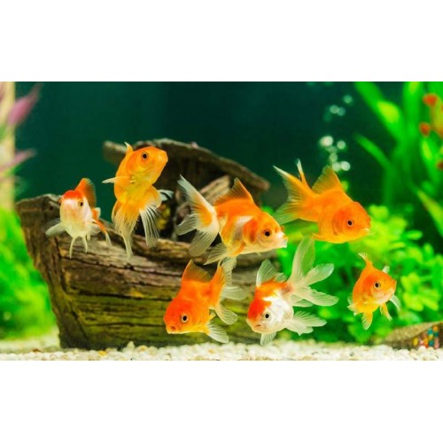 .Japon Balığı 5 Adet 6-9 Cm