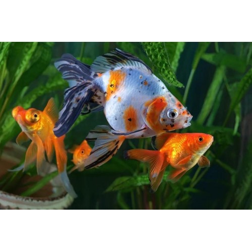 Japon Balığı S Boy 1 Adet 6-9 Cm