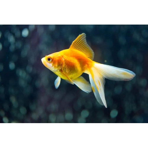 .Japon Balığı 5 Adet 6-9 Cm