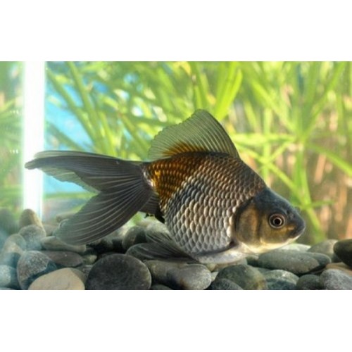 Japon Balığı GREEN 1 ADET 6-9 CM NADİR TÜR
