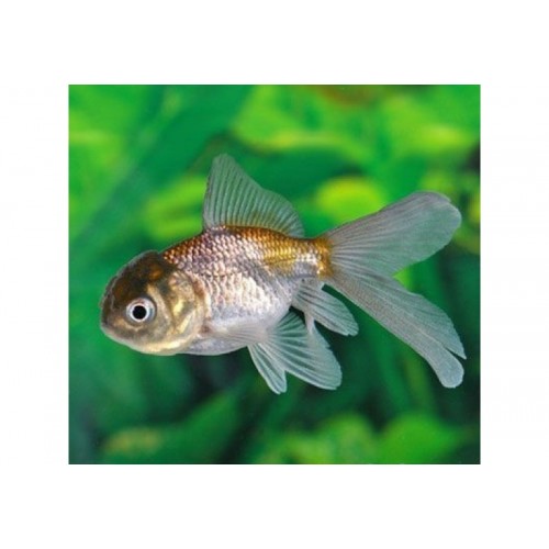 Japon Balığı GREY 6-8 CM  TÜL KUYRUK A KALİTE 